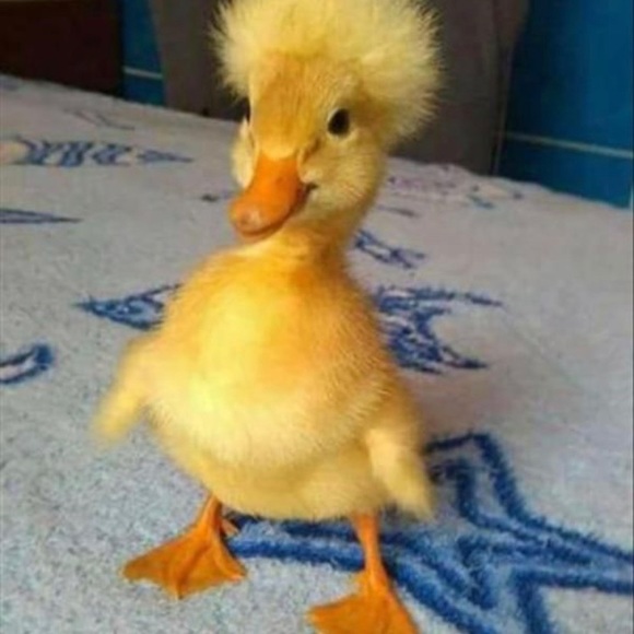 sukarimclendon